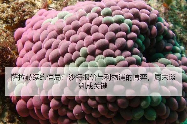 sa-la-he-xu-yue-jiang-ju-sha-te-bao-jia-yu-li-wu-pu-de-bo-yi-zhou-mo-tan-pan-cheng-guan-jian-2-764.jpg